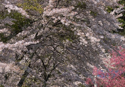 201404260839-DSC06218.jpg