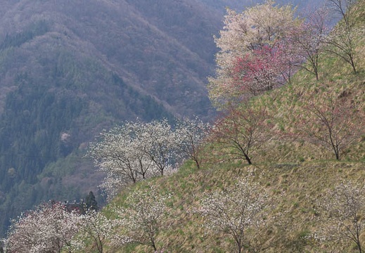 201404260925-DSC06237.jpg