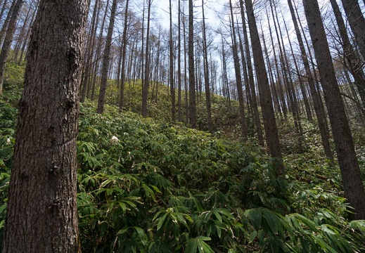 201404261113-DSC08035N.jpg