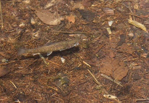 201404261139-DSC06380.jpg