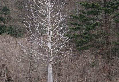 201404261218-DSC06472.jpg