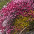201404261512-DSC06537.jpg