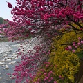 201404261513-DSC08142N.jpg