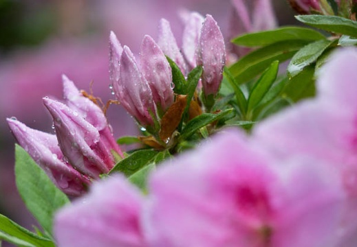 201404290923-DSC00566R.jpg