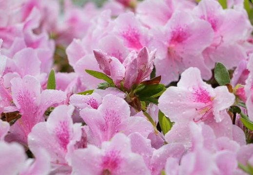 201404291242-DSC00742R.jpg
