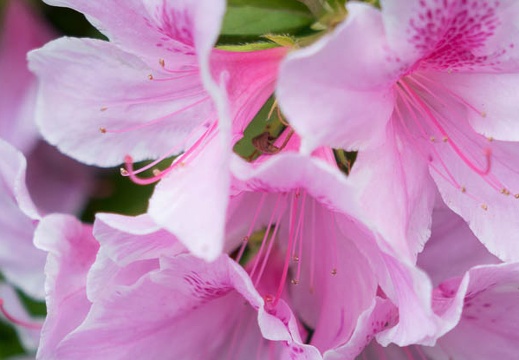201405011225-DSC00803R.jpg
