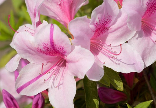 201405011242-DSC00844R.jpg