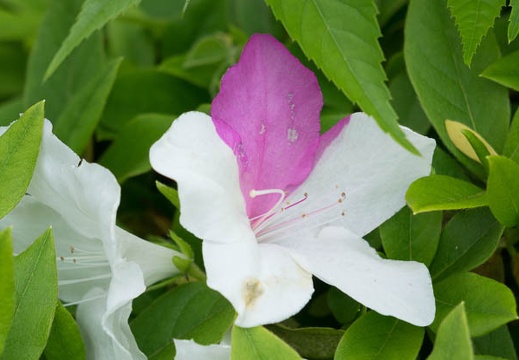201405011242-DSC00846R.jpg