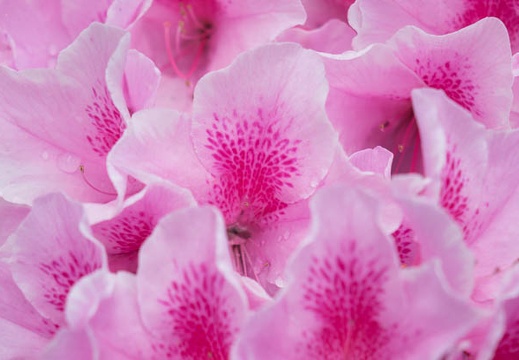 201405011246-DSC00855R.jpg