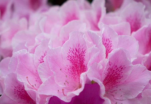 201405011246-DSC00858R.jpg