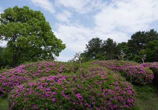 201405011403-DSC00985R.jpg
