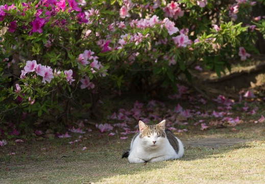 201405040718-DSC07098.jpg