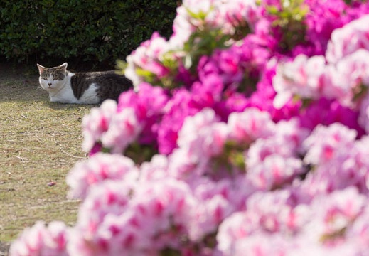 201405040719-DSC07105.jpg