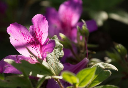 201405040819-DSC07160.jpg
