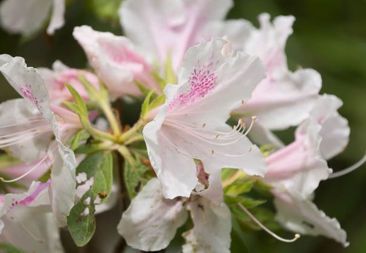 201405061052-DSC07288.jpg