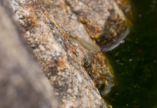 201405061124-DSC07358.jpg