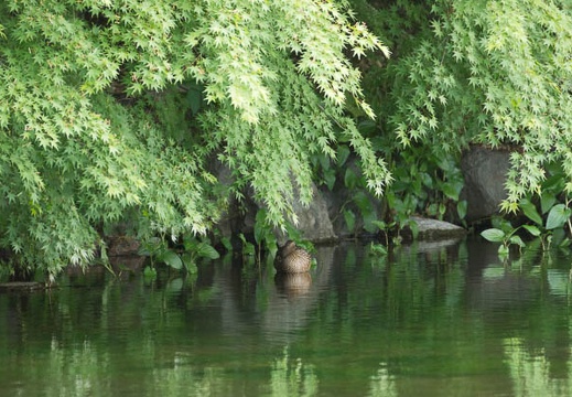201405061234-DSC07445.jpg