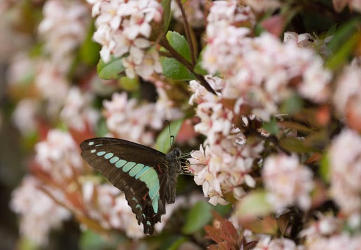 201405081102-DSC07836.jpg