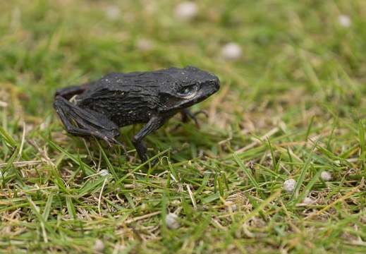 201405081124-DSC07878.jpg