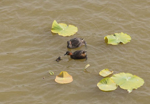201405081521-DSC08121.jpg