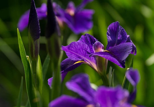 201405091345-DSC08319.jpg