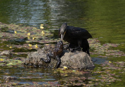 201405091500-DSC08567.jpg
