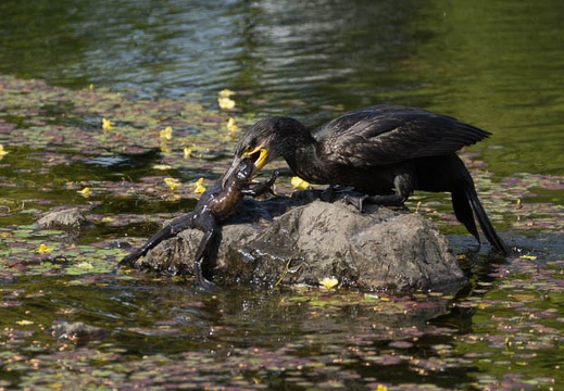201405091500-DSC08571.jpg