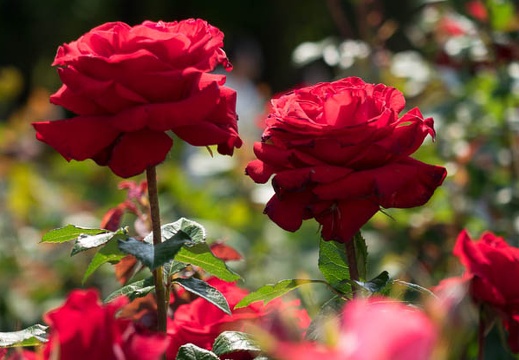 201405101424-DSC01166R10.jpg