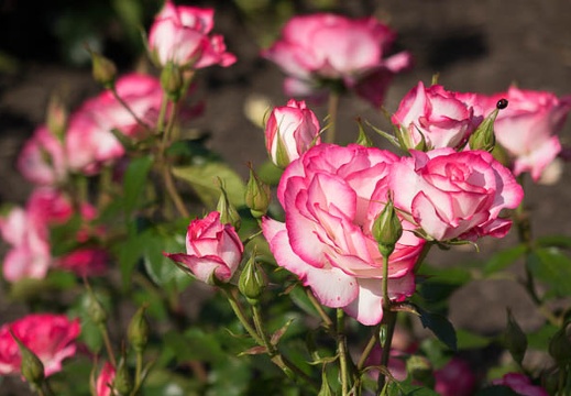 201405101510-DSC01207R10.jpg