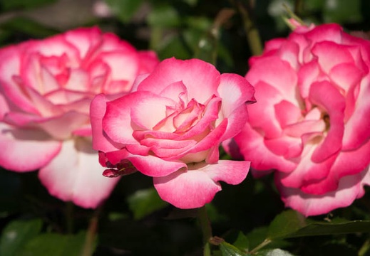 201405101512-DSC01214R10.jpg