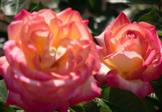 201405101518-DSC01234R10.jpg