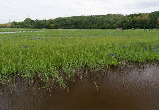 201405121035-DSC09787N6.jpg