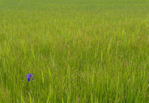 201405121044-DSC09806N6.jpg