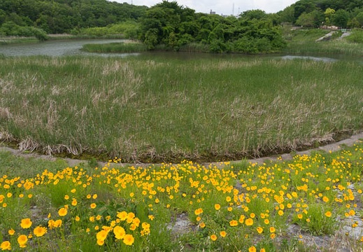 201405121226-DSC09830N6.jpg