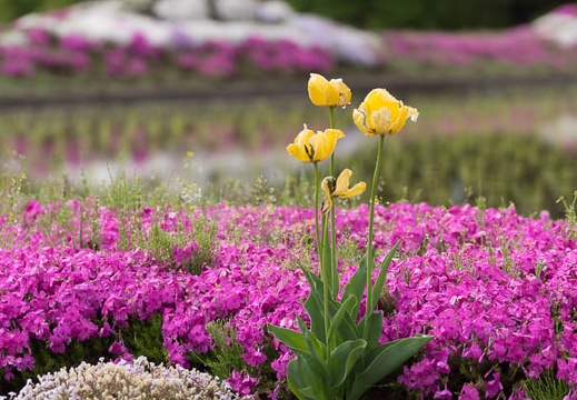 201405130915-DSC09431.jpg