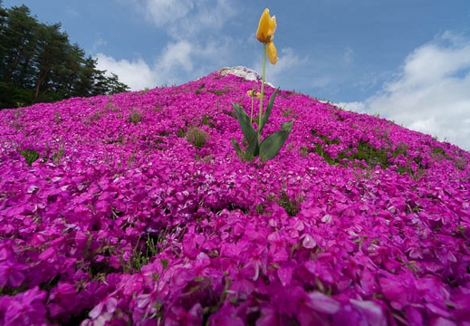 201405130942-DSC09972N6.jpg