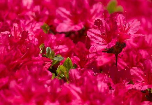 201405131210-DSC09556.jpg