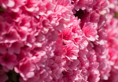 201405131216-DSC09566.jpg