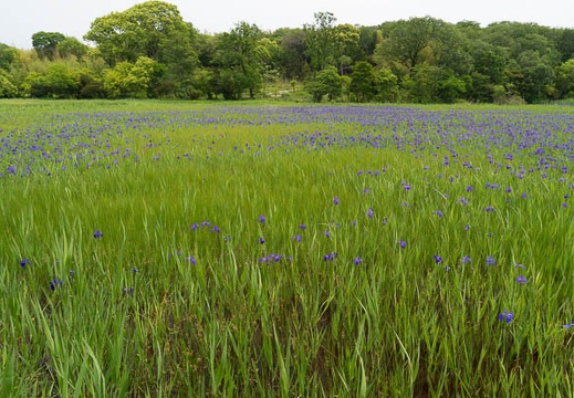 201405191140-DSC01535N6.jpg