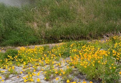 201405191334-DSC01554N6.jpg