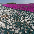 201405230806-DSC01614N6.jpg