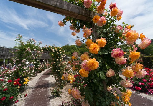 201405271100-DSC02674N6.jpg