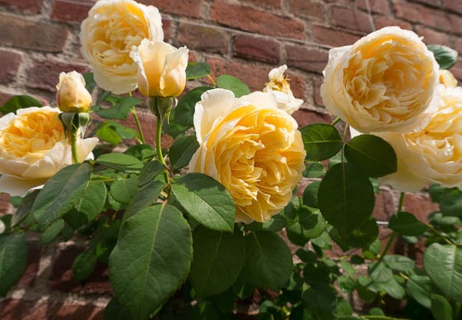 201405271406-DSC02921N6.jpg