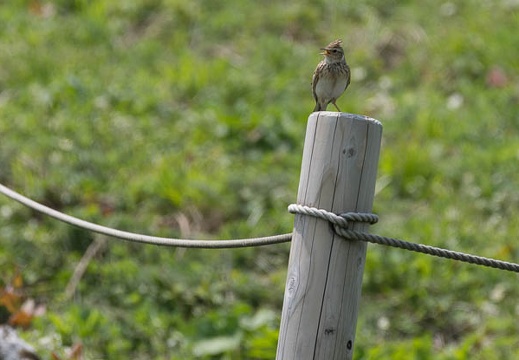201405301055-DSC02026.jpg