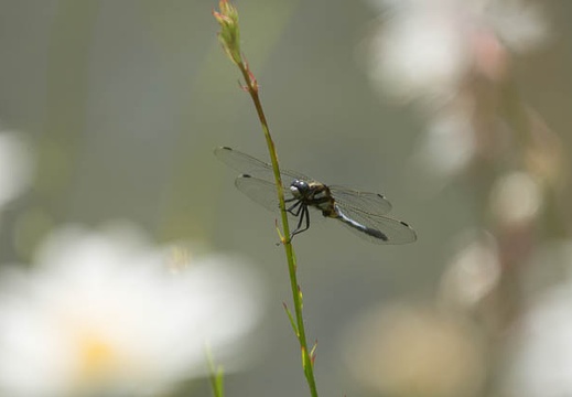 201406011029-DSC02343.jpg