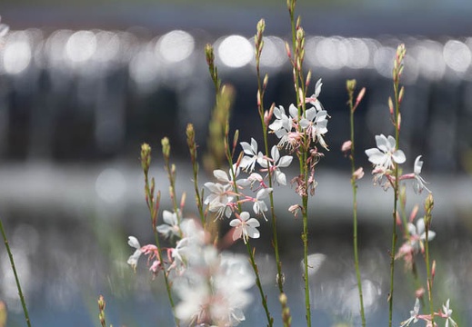 201406011031-DSC02346.jpg