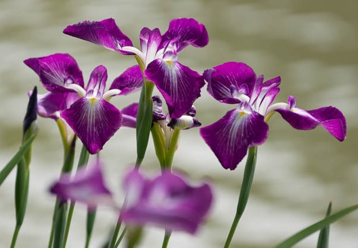 201406031506-DSC02695.jpg