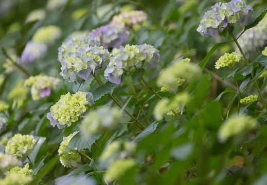 201406031511-DSC02702.jpg