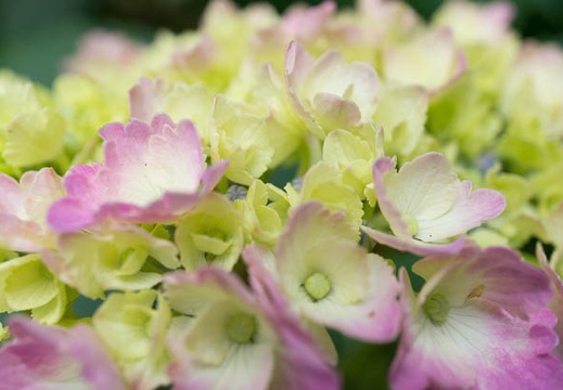201406031518-DSC03675N6.jpg