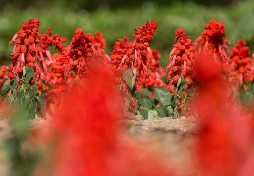 201406031546-DSC02779.jpg